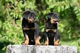 BEAUCERON - PUPPIES 351